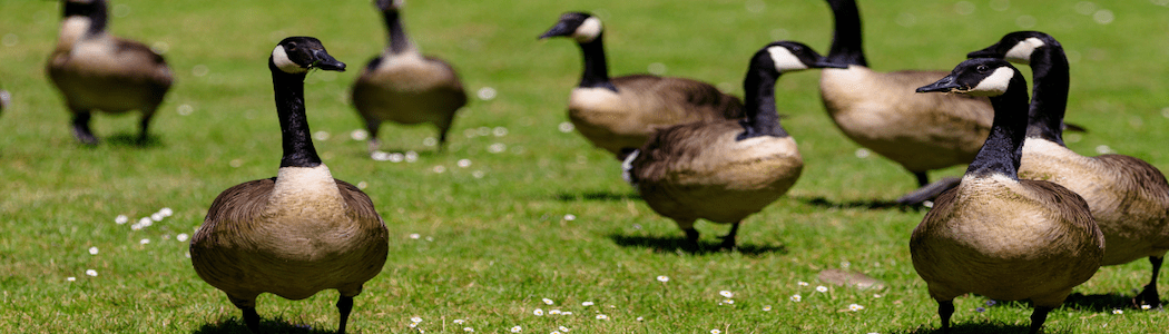 Canadian-Goose-Northern-Virginia-minb09f